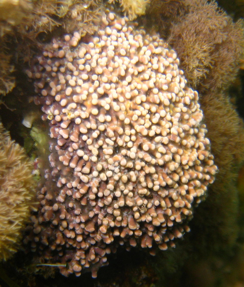 Titanoderma trochanter